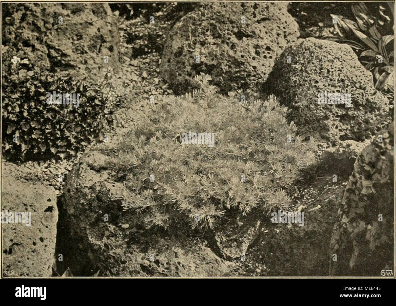 Die Gartenwelt Ist Zahrt Noch Immer Vom Euhme 0 Meyers Der Als