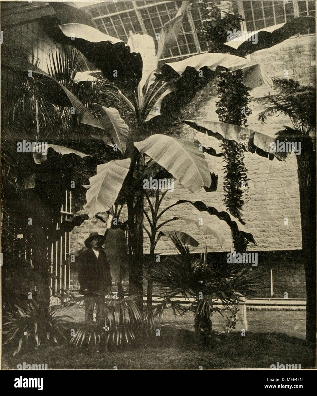 . Gartenwelt sterben. Musa basjoo, in einem Kalthause des botanischen Gartens zu Heidelberg ausgepflanzt. Originalaufnahme für sterben" Gartenwelt." Seite 211 und 212 boten wir Beschreibung und vortreffliche Abbildung of this herrlichen Musa. Eine diesem Orte wurde bereits darauf hin-gewiesen, dass Musa basjoo härter als irgend eine andere Art sei. Wir weisen heute unsere Leser in Qualität in Musa basjoo und stand Wert als Blattpflanze tropischen Charakteren für Parks und zur Aus-schmückung grosser, herrschafdicher Kalthäuser und kalter, bezw. tem-Perierter Wintergärten hin. Die beistehende Abbil Stockfoto