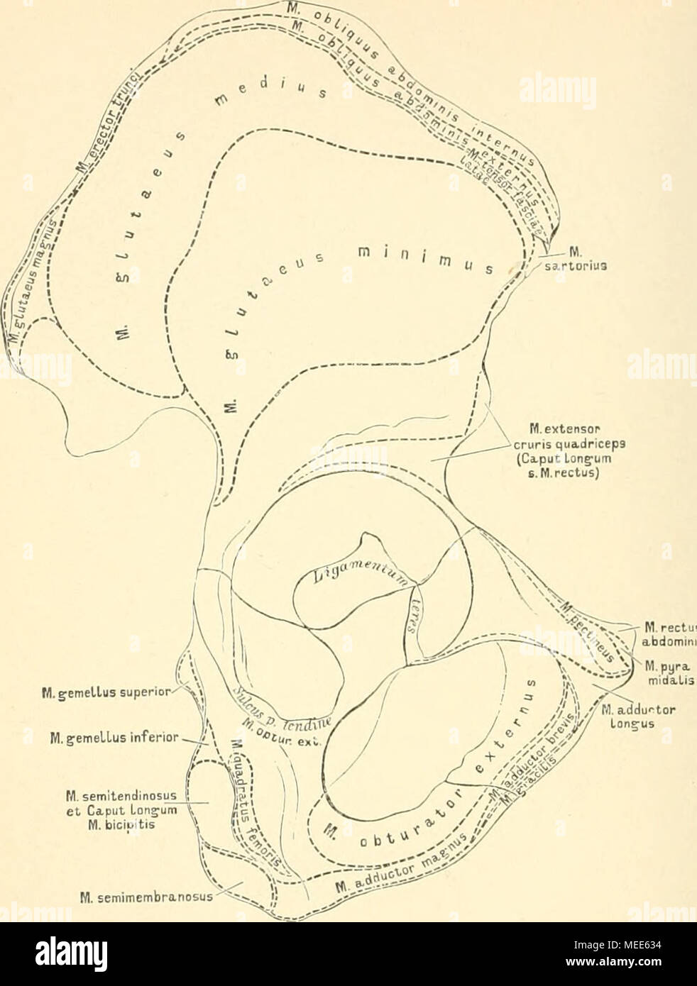 . Die beschreibenden und topographische Anatomie des Menschen. 103. Das rechte, Hüftbein Os coxa, von aussen, mit den Muskelansätzen. An der Stelle, wo das Darm-, Sitz- und Schambein zusammenstossen, höhlt sieh sterben Pfanne, das Acetahulum, aus (Abb. 191); ihr Rand, Sapercilium acetabuli, - wird durch die Incisura acetabuli unterbrochen. Sterben Pfannenhöhle besitzt eine ihrem Grunde eine rauhe, knorpelfreie Grube, Fossa acetabuli, sterben bis zur Incisura herabreicht. Unter der Pfanne Balatonfüred Das grosse Verstopfungsloch, Foramen Obtura-iii in Seu ovale. Stockfoto
