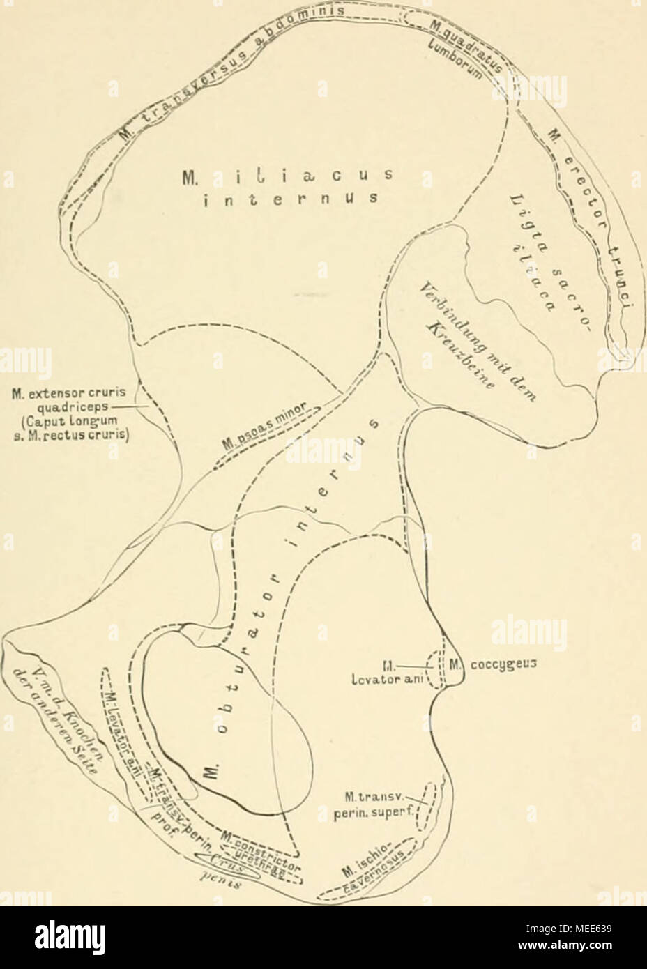 . Die beschreibenden und topographische Anatomie des Menschen. 1!&gt; 4. Das rechte, Hüftbein Os coxa, von innen, mit den Muskelansätzen. Stockfoto