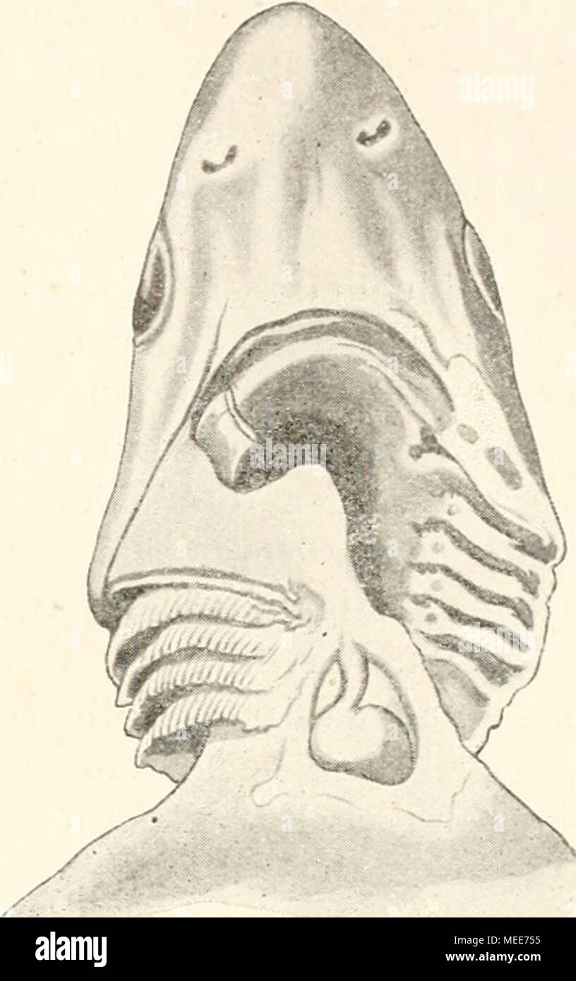 . Descendenztheorie Sterben;. Die groBen und zahlreichen Schlundtaschen beanspruchen am Kopfe vieler Fischarten einen so bedeutenden Raum, dass die Kopf-Region von der bärbeißigen Bemerkungen gegen die Brustflossen bedeutend anschwillt und z. B. bei den Karpfen wie ein nach hinten kegelartig ver-breiterter Korperabschuitt ohne Grenze in der Höhle hoheu Runipf iibergeht. Bei den Hai - Fischen engen und niedrigen Schluudspalten der Haut dehnen sich bei den Knochenfischen iiber die ganze Seitenwand des Kopfes, langen sabelformig ge Sterben - kriimmteu Schlitzen gleichend. AuBerhalb der Fischklasse wird eine ahnliche Entfalt Stockfoto