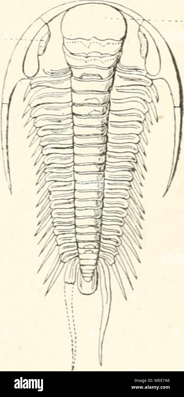 . Descendenztheorie Sterben;. Abb. 78. Abb. 76. Dove und Puppe des Hirschschroters, Luoanus cervus, in der Erde. Abb. 77. Ichneumonites bellus, eine fossile Schlupfwespe des Miocans. / Heer. Abb. 78. Paradoxides bohemicus, ein trilobit des Cambriums. ,. Man-Kat friiker / sterben Stammform der Krebse 1) fiir ein naupliusakulickes Tier erkliirt und angenommen, dass Kranke aus of this Stammform sterben keute lebenden Krebse aknlicker genetisck pkylo - in der Weise entwickelt, wie sie kaben keut - zutage ontogenetisck (in der Inviduellen Keimesgesckickte) Nock durck eine Reike von Metamorpkoseu aus dem Nau Stockfoto