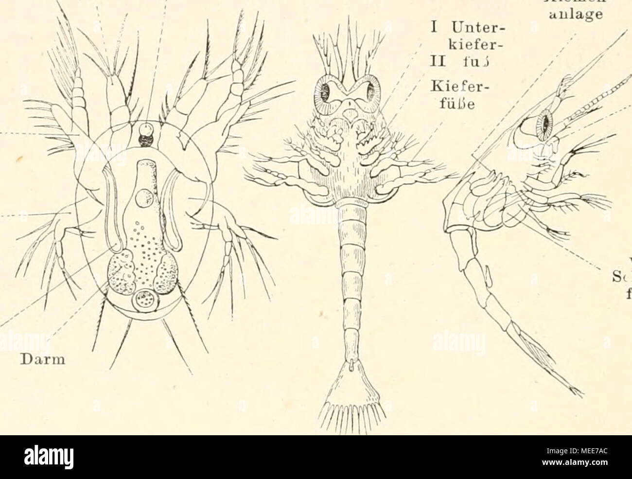 . Descendenztheorie Sterben;. Darin ABC Abb. 75. Krebslarven. Ein nauplius von Cyclops, SliBwasserruderkrebs eiuem gestorben sind. / Glaus. B Altere Dove von Hippolyte, sog. Zoea, ein welchcr Brust und Hinterleib bereits entwickelt sind. C Altere Zotia von Eupagurus Bernhardus, Einsiedlerkrebs, nach Sars, welcher sterben SchreitfiiLie erscheineu. den Versuch wagte, Larven der Krebse (Abb. sterben. 75) Pelz Riickschliisse in die Urform, von welcher der Krebsstamm sich abgezweigt hat, theoretisch zu behandelu. Unzweifelhaft sind auch die Larven der In-sekten und Krebse- interessaut, weil sterben Jugendstadien Stockfoto