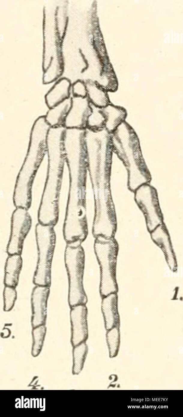 . Descendenztheorie Sterben;. 3. Abb. 18. Abb. 19. Abb. 20. Abb. 18. Eechte Hand des Menschen. / Gegenbaur. Abb. 19. Die rechte Hand des Hundes. / Gegenbaur. Abb. 20. Kechte Hand des Kameles. Kach Blume. entwickelt, ist er doch vorhaudeu, wie an der Hand (Abb. 18) des Menschen, nicht äh in feiner Fimktion geiibt wird. Gehen wir weiter zu den Huftieren, so treten uns z. B. in der Hand des Kamels (Abb. 20) merkwiirdige Einrichtuugen eutgegeu. Statt der iiberall Mittelnaudkuocheu, welche durch ihre Eiu-fiigung zwischen Sterben zweite Handwurzelreike imd sterben Fiugerglieder erkeuubar siud, findet sich ein Stockfoto