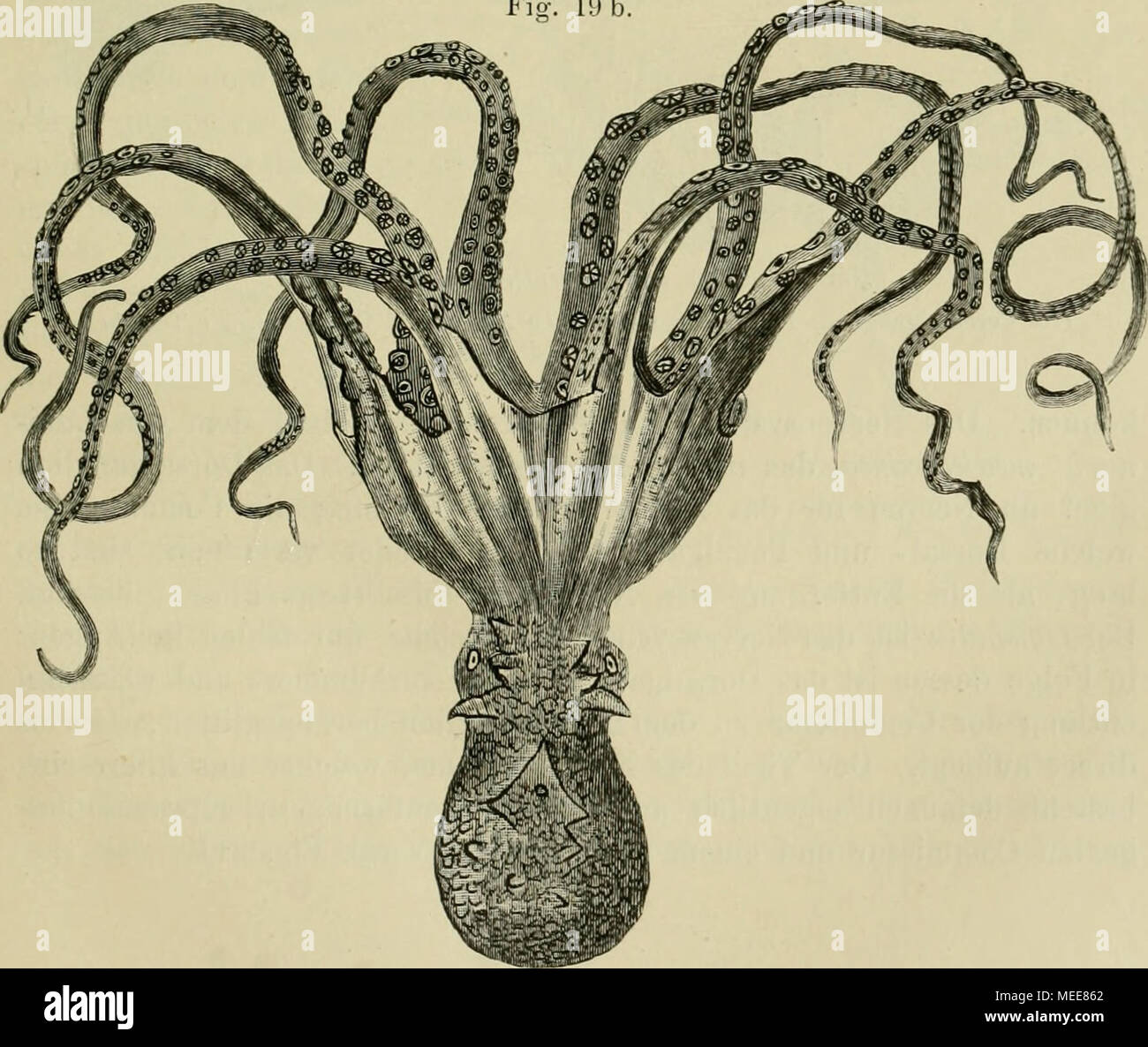. Die Funktionen des Centralnervensystems und Your phylogenese. Octopus rulijaris (schwimmbereit). Stockfoto