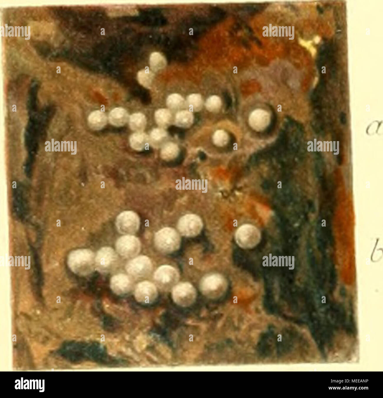 . Die Cephalopoden, I. Teil. Stockfoto