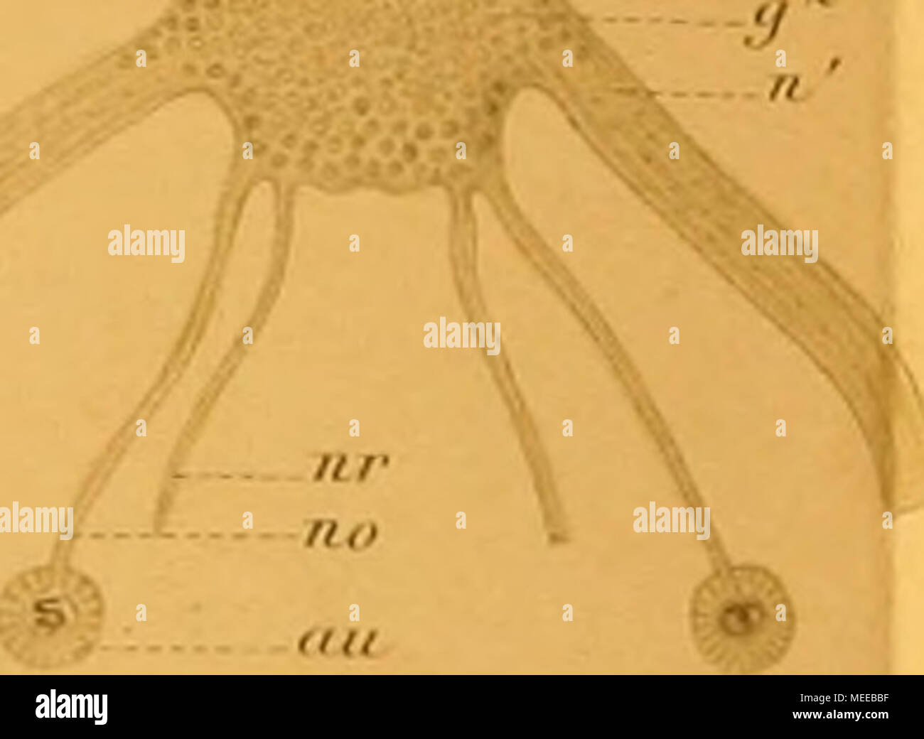 . Chaetognathen Sterben: ihre Anatomie, Systematik und Entwicklungsgechichte: eine Monographie. n. 8. "" Ff-% Fiff.S. ^/VV..-/1Â" * Ich-^z Jz&lt; 7. /O. O. Heitv.-i4-d?l. Â. nfiusiF,,:,,,. itl Ein: ". vÃ¼ AEunV. w. LciiiiiS. Stockfoto