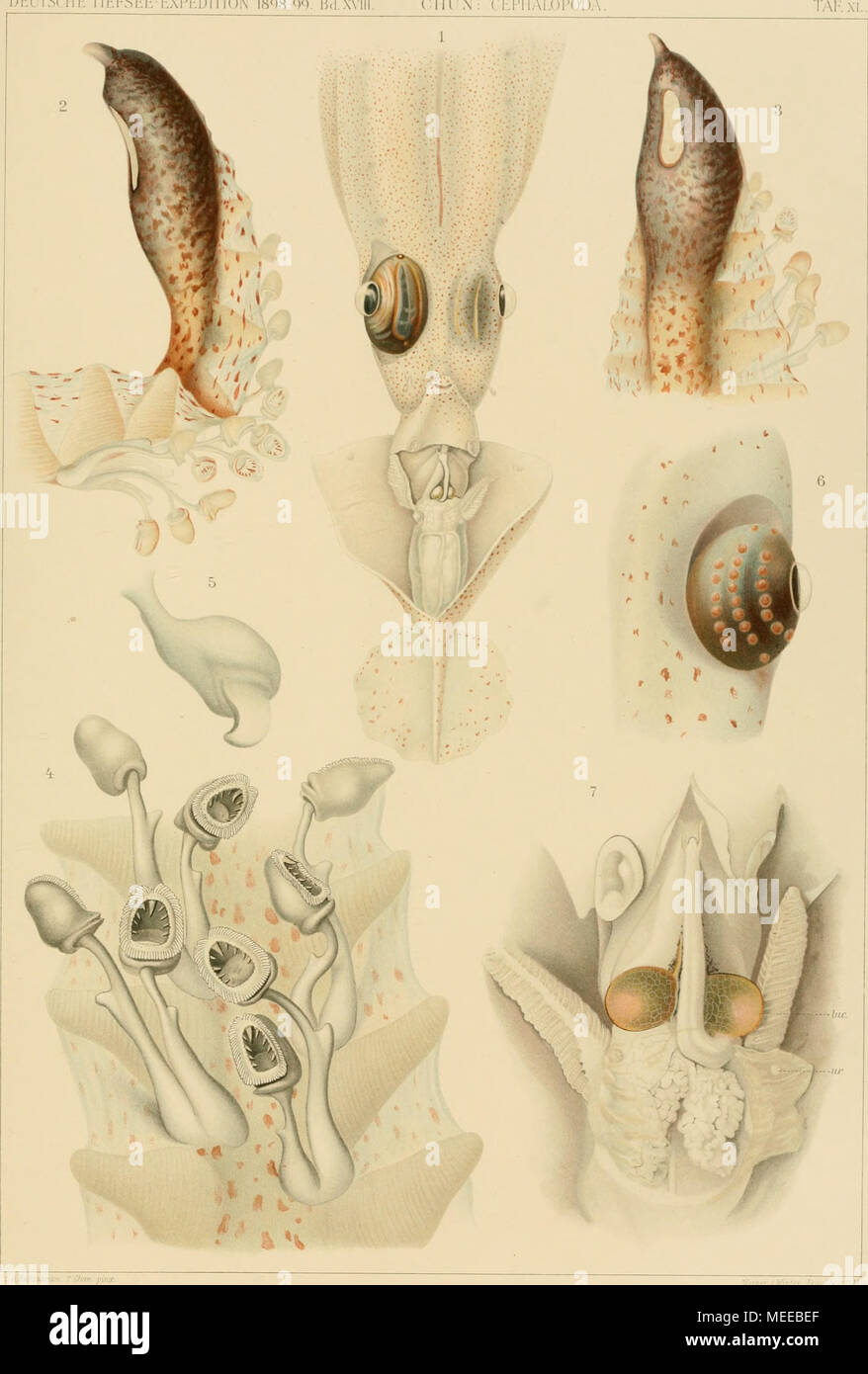 . Cephalopoden sterben. Taf. XL. Ich Chiroteuthis Veranyi Feruss. 2-5, 7 Chiroteuthis Imperator n. sp. 6 Chiroteuthis Picteti Jouh. . O.j:':. Stockfoto