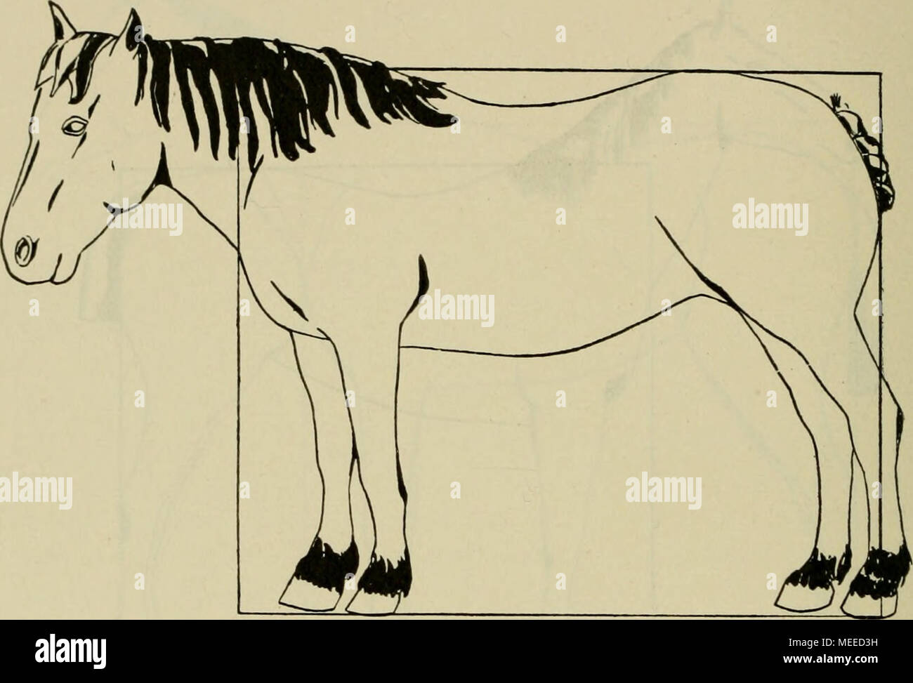 . Die Beurteilung des Pferdes. Mit Sehrittpferrl gleiehhohem oder niedrigerem Widerrist als sterben Kruppe; zugleich von Langrechteckformat (Vgl. S. 143). erwähnen noch den Ausdruck scharf (tranchant), wenn die Muskulatur "mager" sei. Der Unterschied zwischen Trockenheit und Magerkeit des Tieres dürfte sich nur konstitutionell und durch Konditionsprüfung fixieren lassen und danach zu beurteilen sein. 2. Der Rücken (Dos, DORSO). Der Rücken wird auch als "Mittelrücken" bezeichnet. Unter dem Eücken im Sinne des Exterieurs versteht man den in den folgenden Widerrist, der Lende Gelege Stockfoto