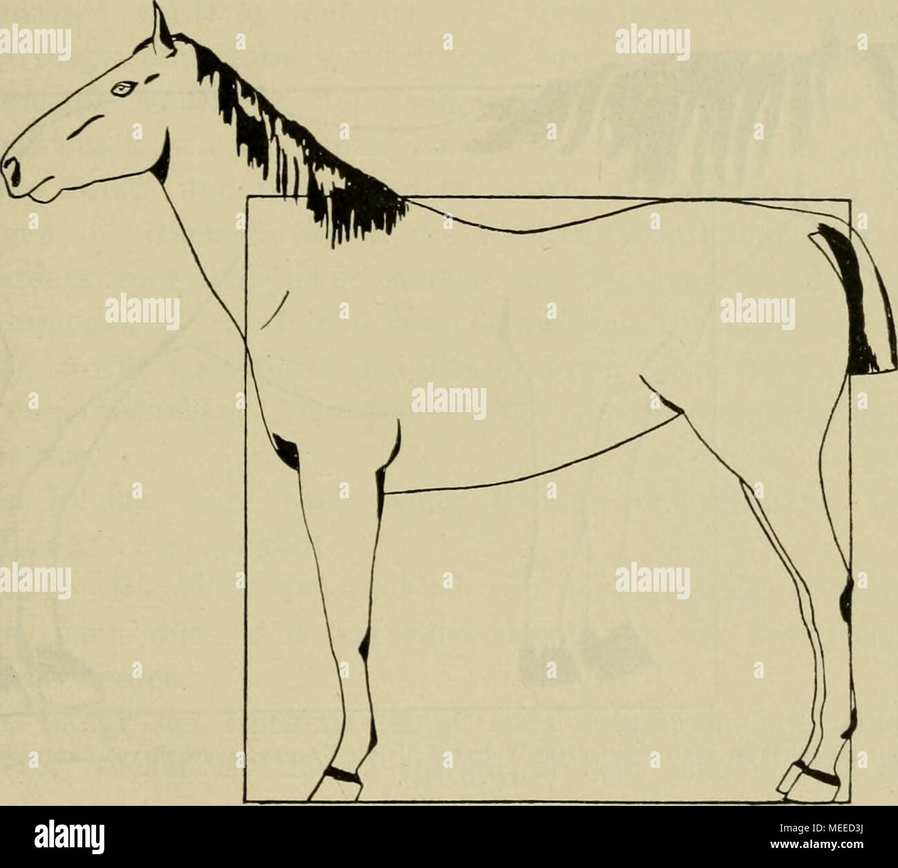 . Die Beurteilung des Pferdes. Halbblutpferd mit Gleichhohem Widerrist wie sterben Kruppe; zugleich von quadratformat (Vgl. S. 142).Die höchste Widerristerhöhung über die Wirbelsäule haben, wenngleich ihr Widerrist sogar niedriger ist als sterben Kreuzhöhe. b) Breite des Widerristes kann eigentlich mit der Forderung der Trockenheit vereint betrachtet werden sterben. This hängt ab von der Muskulatur des Widerristes und deren Beschaffenheit. Er weist eine Muskeln direkt unter der Haut den M. trapezius in und sodann sterben Widerristkappe des Nackenbandes über sterben Knorpelenden der Dornfortsätze. Vor dem Venda Stockfoto