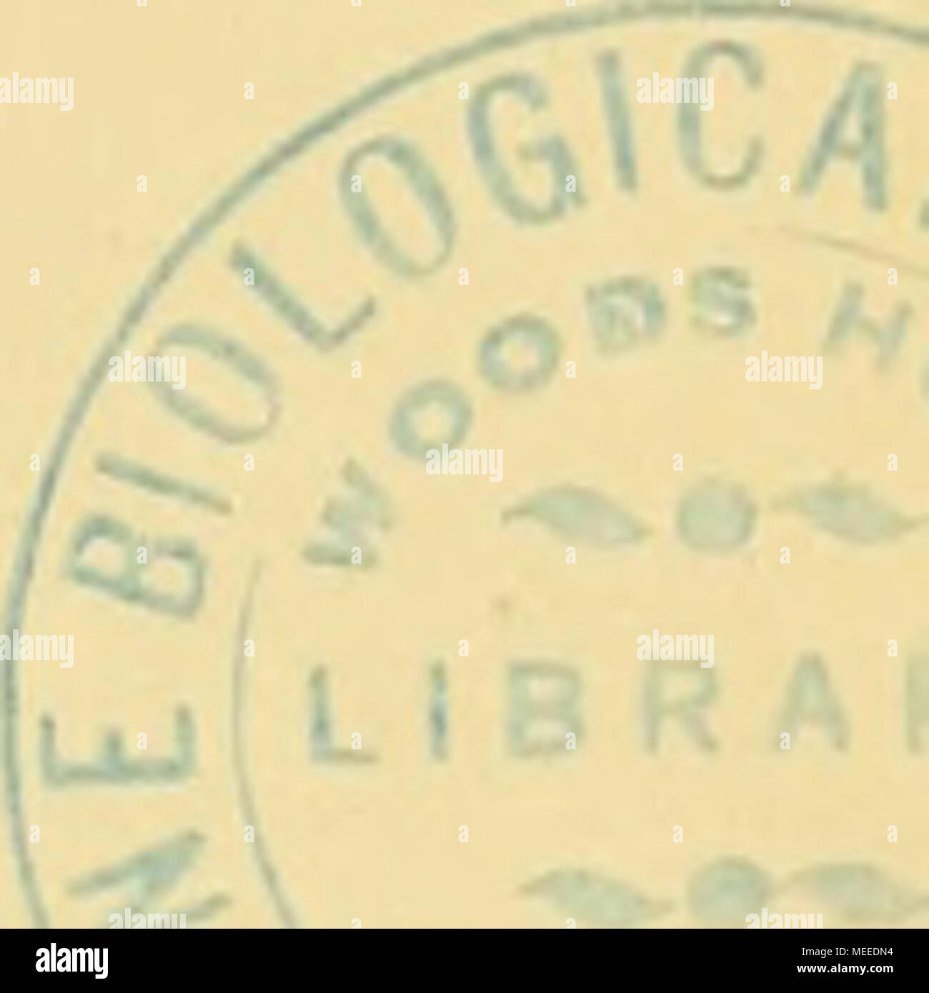 . Die Beteiligung Deutschlands an der internationalen Vollständigen: Jahresbericht. Stockfoto