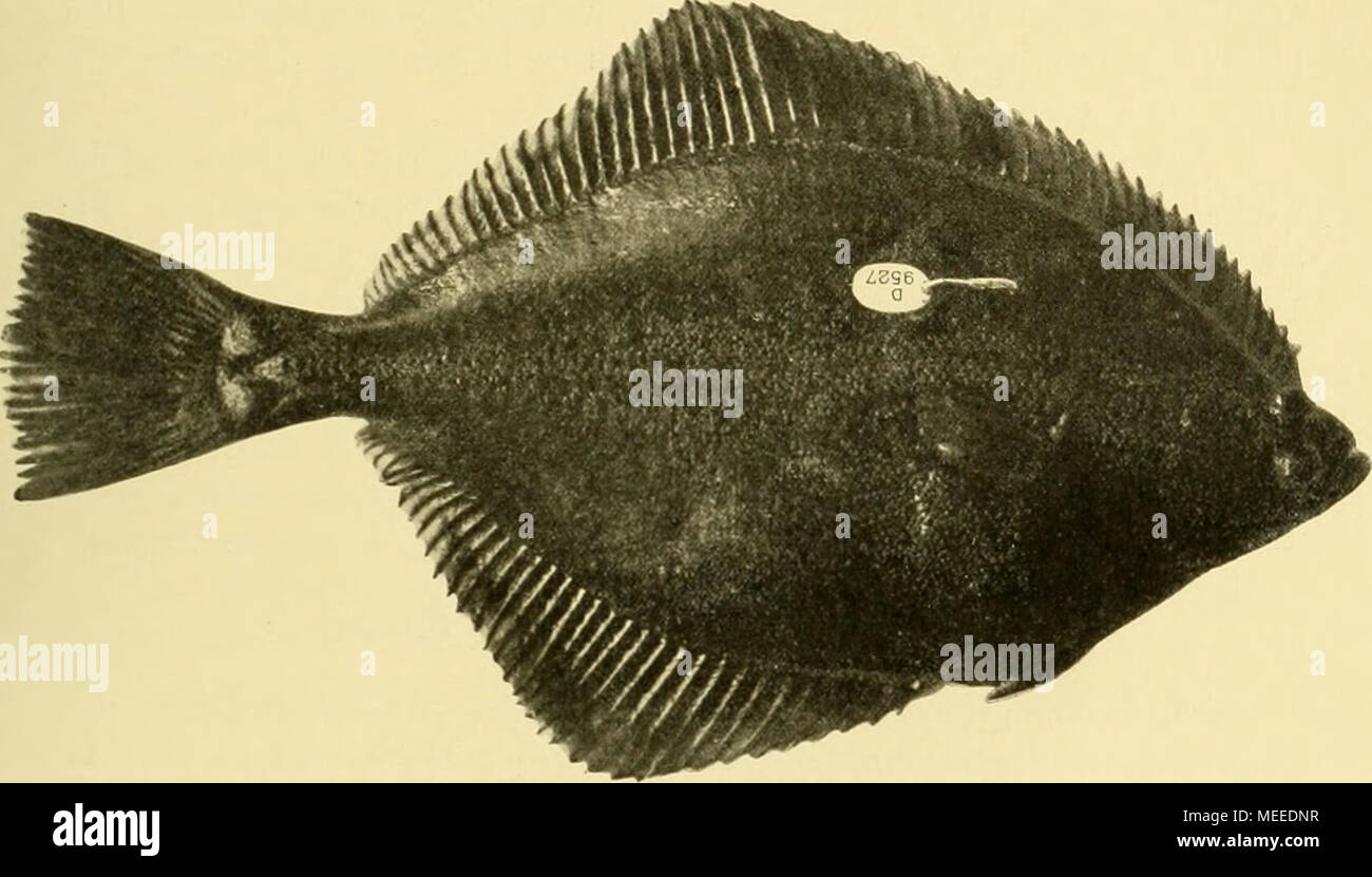 . Die Beteiligung Deutschlands an der internationalen Vollständigen: Jahresbericht. Abb. 2. Markicrungsnadel des Deutschen Seefischerei-Vereins mit Nummernplättohen, au einer Flunder befestigt. der Flundern. Ein Überzug von Hartgummi oder Mangel brachte zwar eine Besserung, doch sind wir schliefUich zur Verwendung von Silbernadeln übergegangen, sterben nicht erheblich teurer ausfielen, da die Nadel dünner gehalten werden konnte. Sterben Silbernadeln Liaben sich gut binvälirt. Die Wunde selbst der /. Tahren wiedergei" angenen Fisciie durciiweg sieht gut aus. Die Nadel hat den großen Vorteil, da Stockfoto