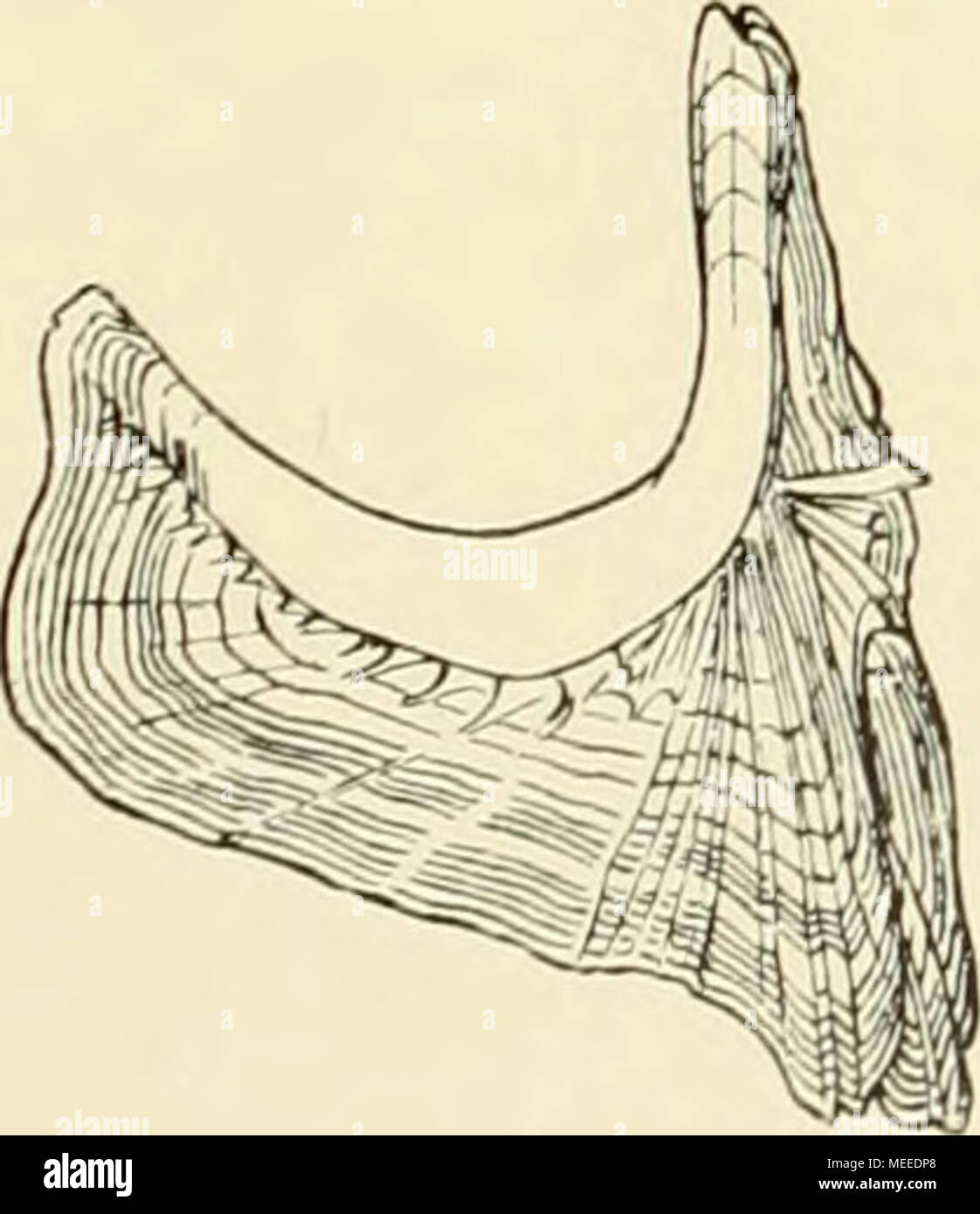 . Die Beteiligung Deutschlands an der internationalen Vollständigen: Jahresbericht. o Stockfoto