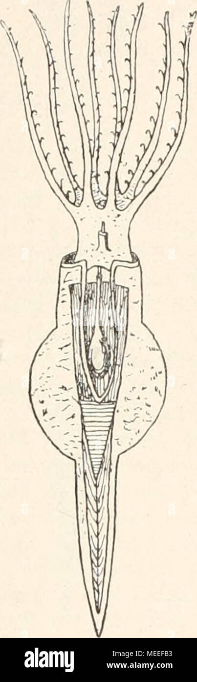 . Die fossilen Tintenfische; eine paläozoologische Monographie. v v a b c Abb. 75. Weitere Rekonstruktionen älteren Bezüge von Belemni 10 ::. (Aus Abel 1916, S. 221 und 223.) Von links nach rechts nach folgenden Autoren: Owen 1843. b Quenstedt 1849. c Huxley 1864. d Phillips 1865. - Eine solide Grundlage einer morphologischen Kenntnissen lassen auch This Figuren Earn, am wenigsten Sterben von Huxley, sterben relativ natürliche Verhältnisse zeigt. gemeinen weitgehend übereinstimmend mit dem Typus der Deca-podenorganization. 3. Of this ist (Abb. 62) Top weitgehend festge-legt, durch de Stockfoto