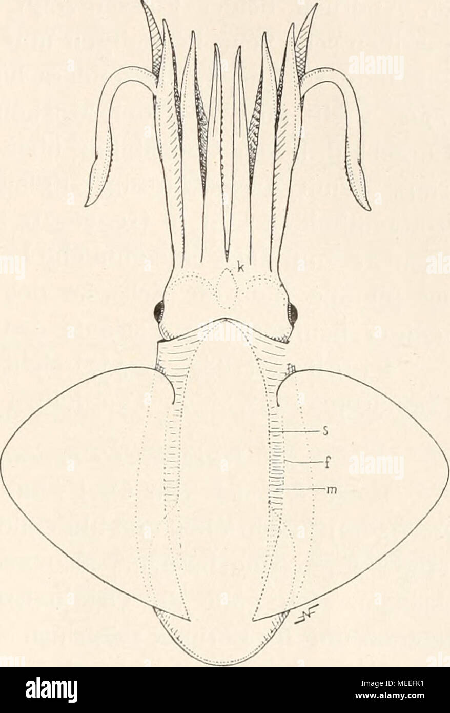 . Die fossilen Tintenfische; eine paläozoologische Monographie. Abb. 52