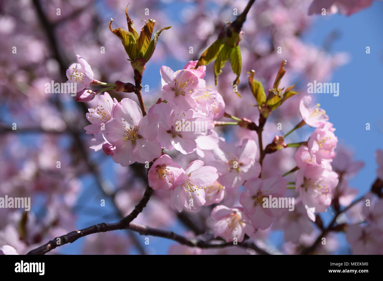 Rosa Kirschblüte Blüte im Frühling mit hellen blauen Himmel im Hintergrund Stockfoto