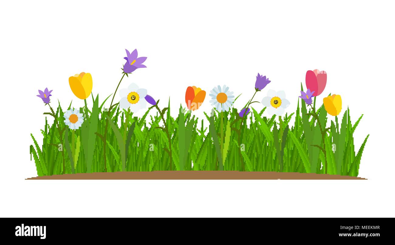 Gras Und Blumen Grenze Grusskarte Deko Element Weissen Hintergrund Vector Illustration Stock Vektorgrafik Alamy