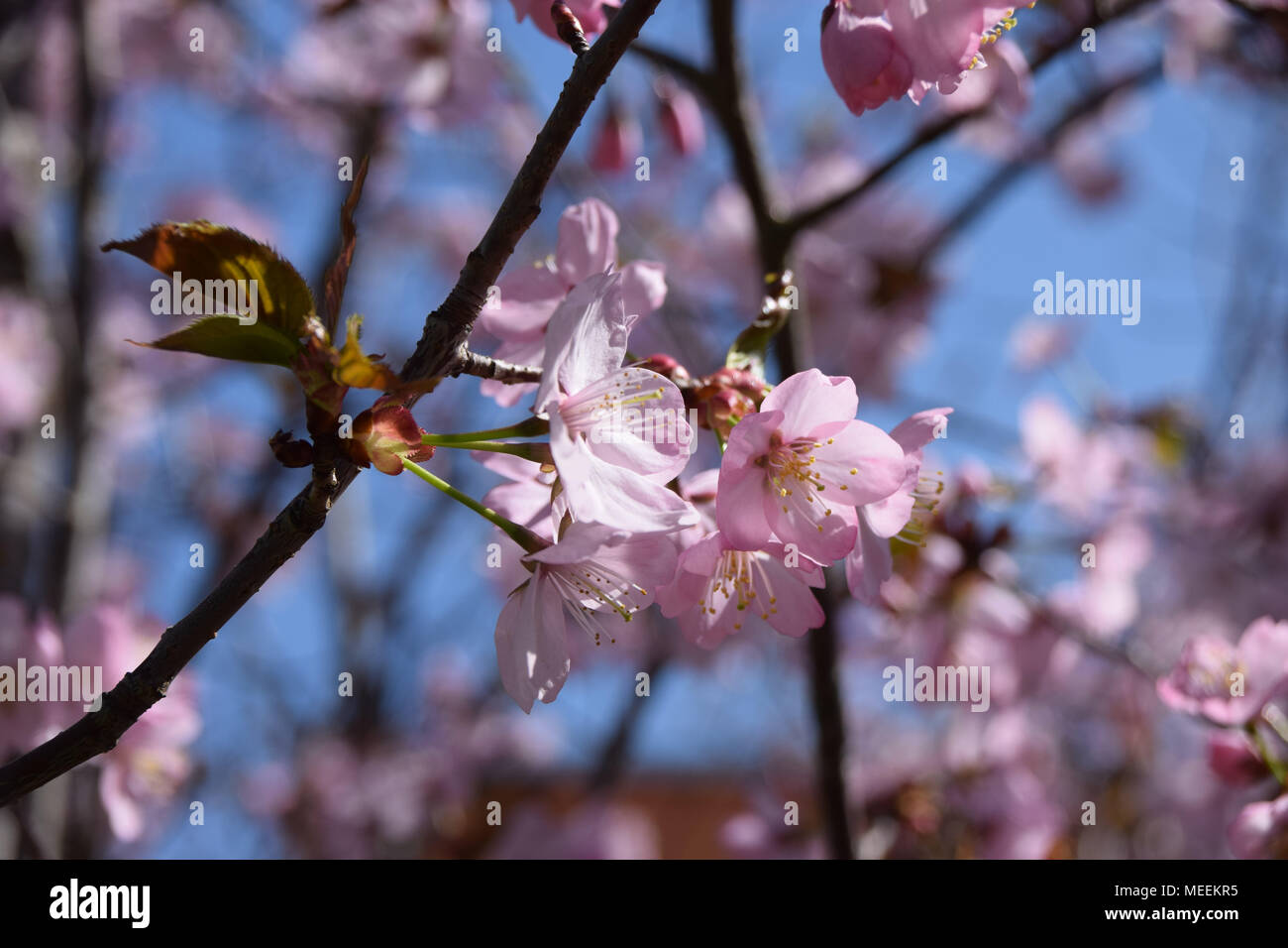 Lachsrosa blühende Japanische blühende Kirschbäume, Prunus Subhirtella Autumnalis Rosea Stockfoto