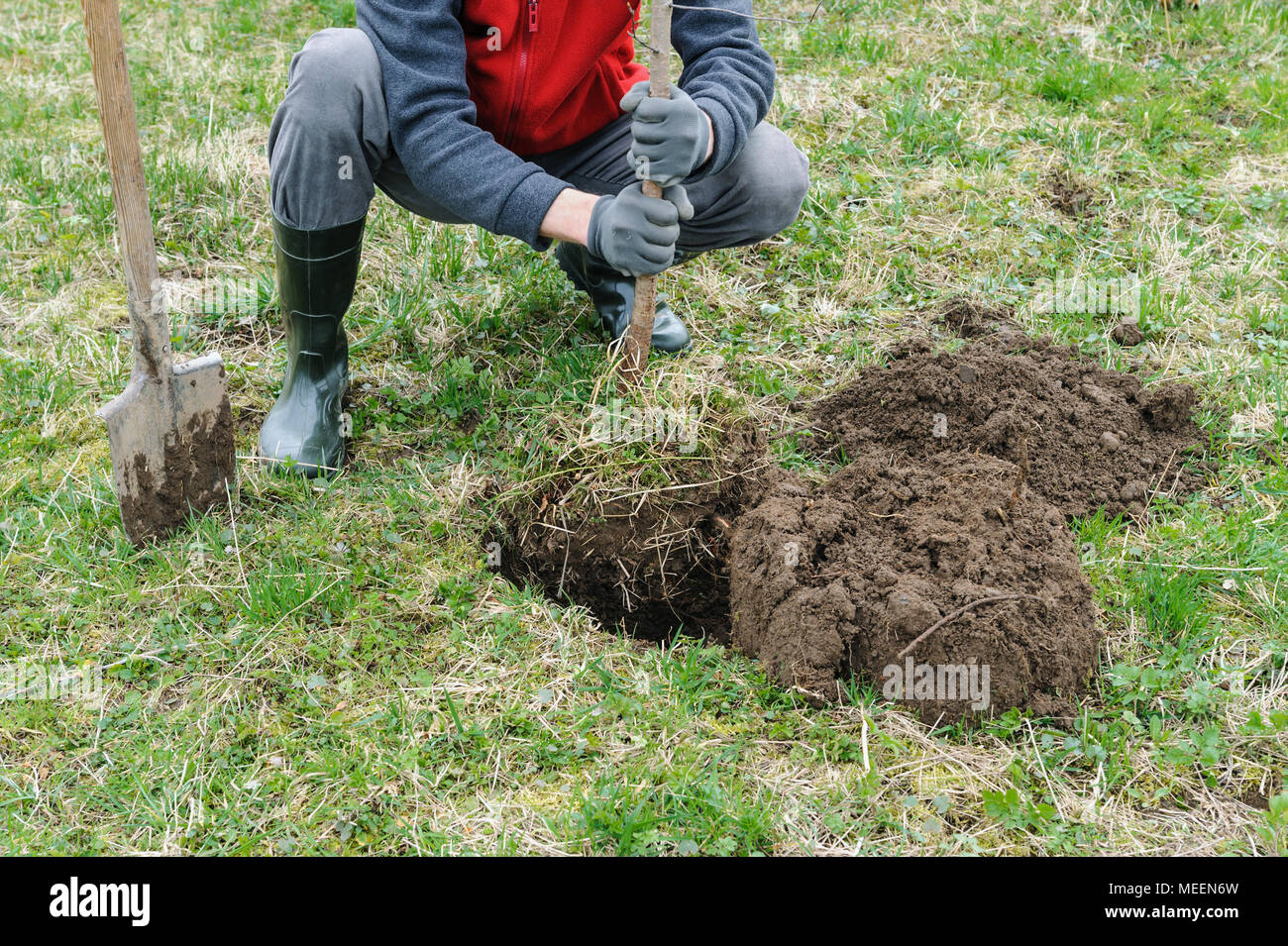 Die Arbeit Im Garten Ein Mann Einen Baum Pflanzen In Grube