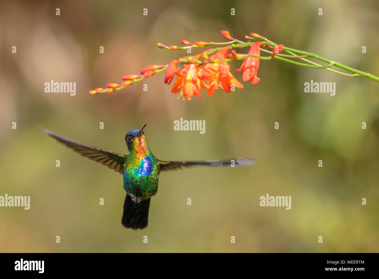 Fiery-throated hummingbird - Panterpe insignis, schöne bunte Kolibri aus Mittelamerika, Wälder, Costa Rica. Stockfoto