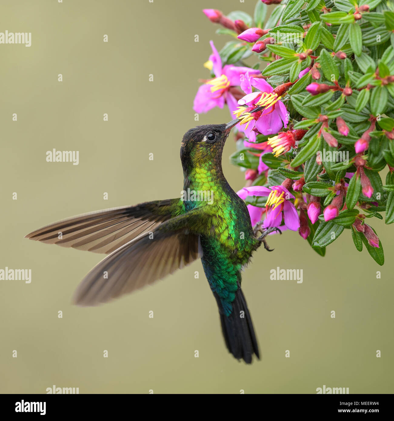 Fiery-throated hummingbird - Panterpe insignis, schöne bunte Kolibri aus Mittelamerika, Wälder, Costa Rica. Stockfoto