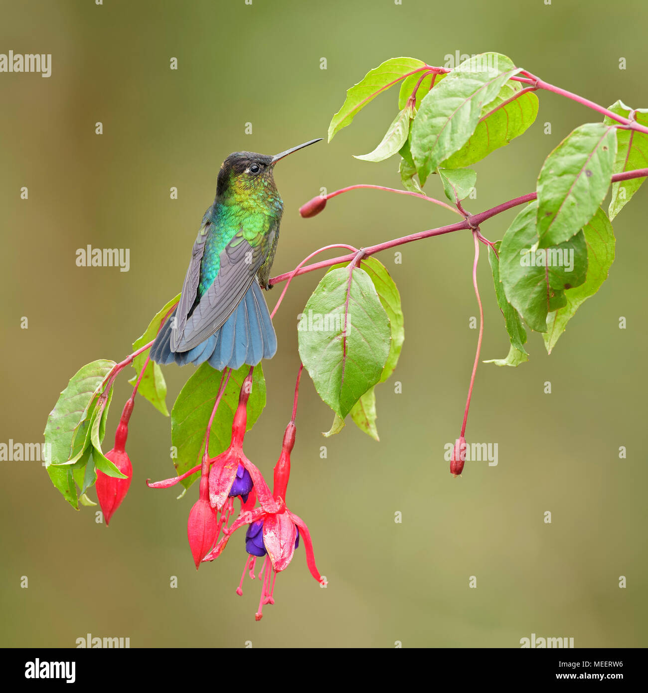 Fiery-throated hummingbird - Panterpe insignis, schöne bunte Kolibri aus Mittelamerika, Wälder, Costa Rica. Stockfoto