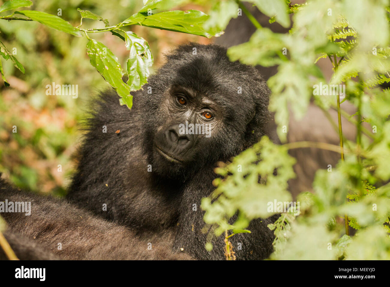 Berggorilla (Gorilla beringei beringei), Uganda Stockfoto