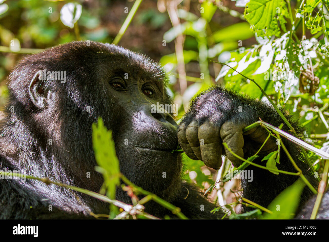 Berggorilla (Gorilla beringei beringei), Uganda Stockfoto