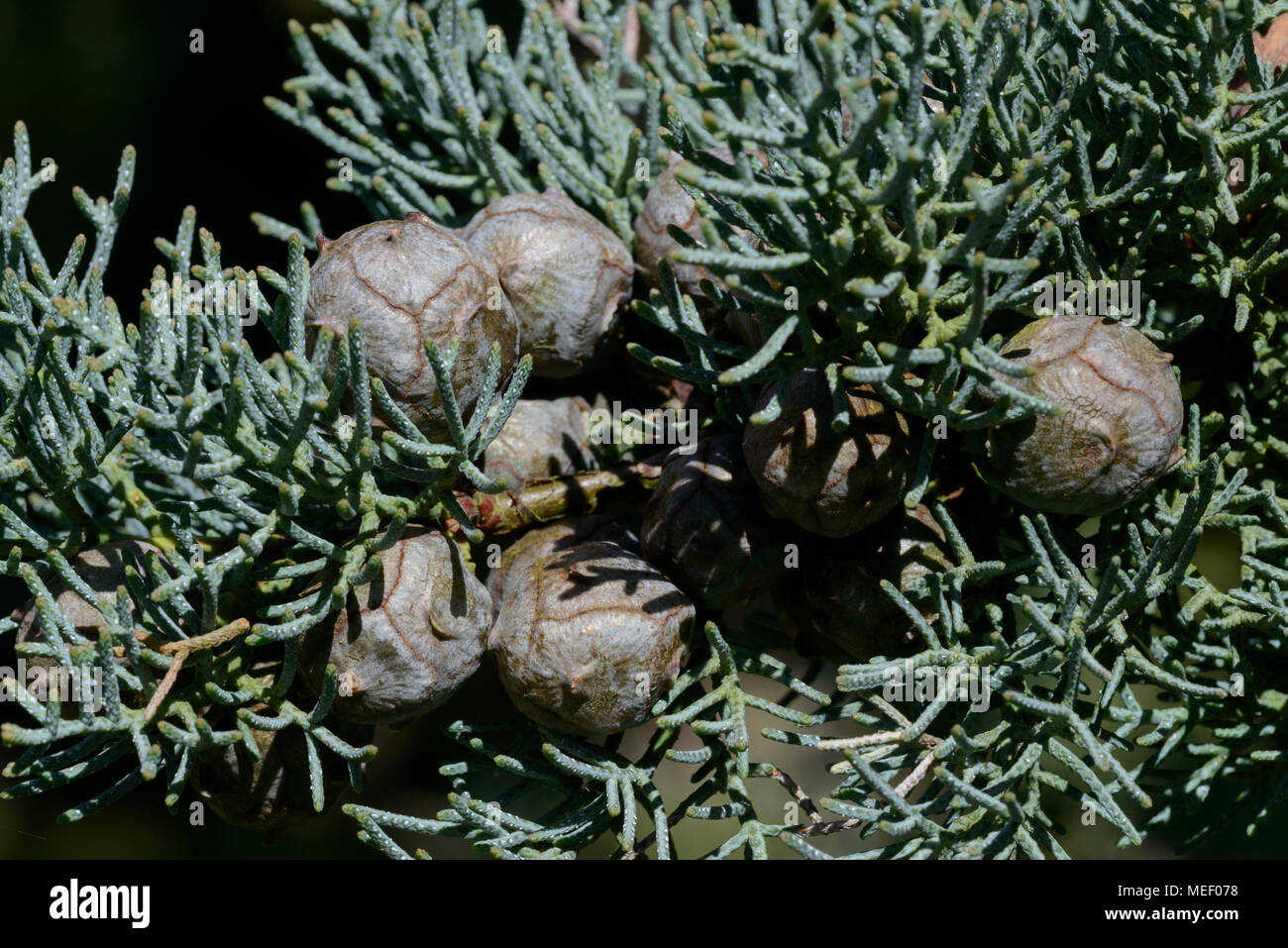 Arizona Zypresse (Cupressus arizonica var. Pyramidalis), die Kegel Stockfoto