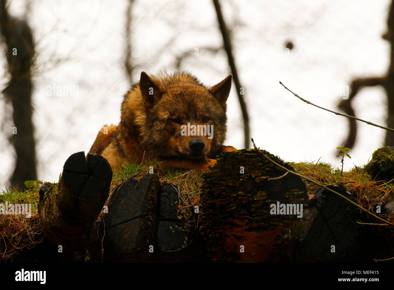 Dartmoor anwesen Fotos und Bildmaterial in hoher Auflösung Alamy