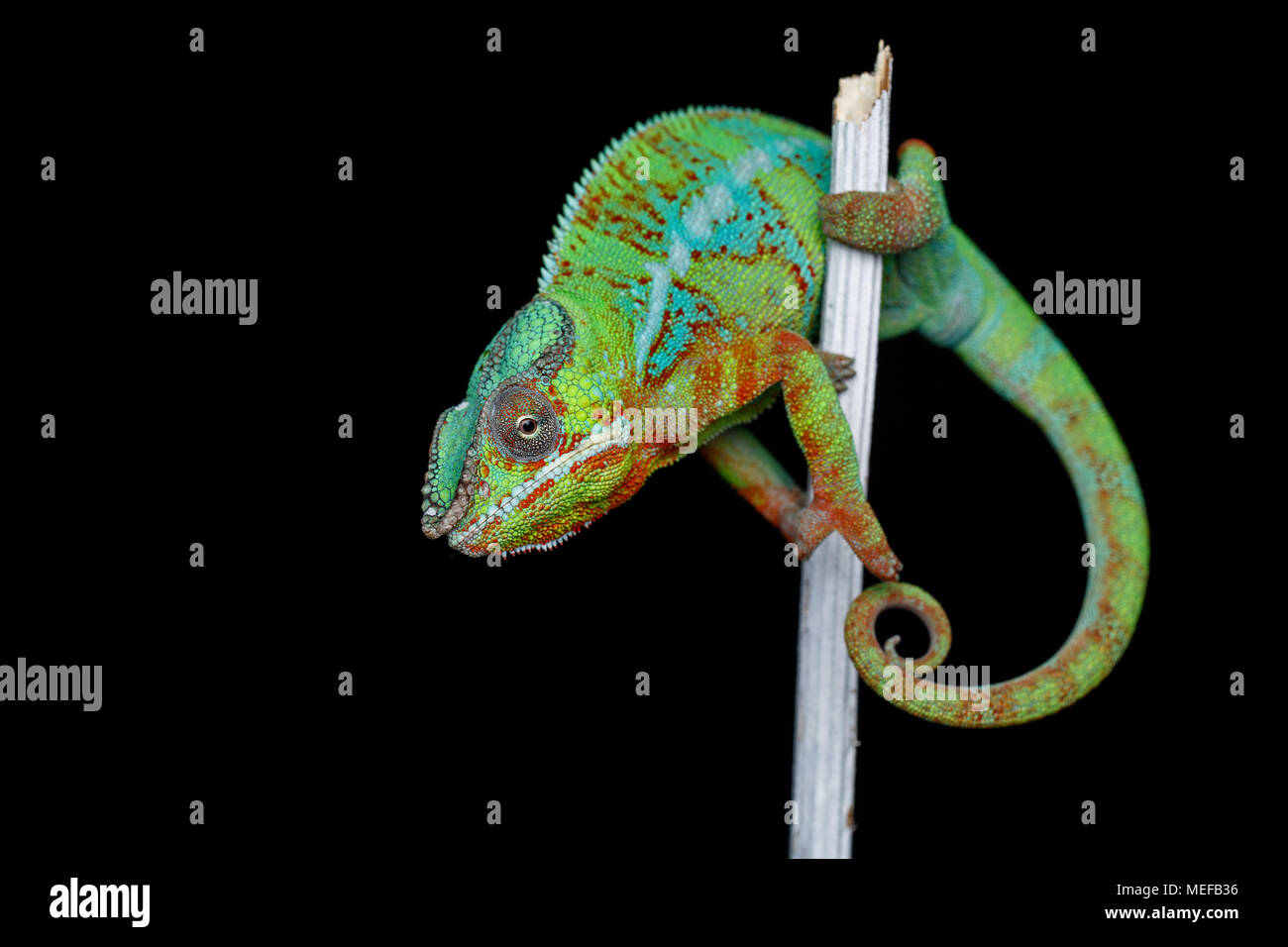 Lebendig chameleon Reptile sitzen auf Zweig. Studio erschossen. kopieren. Stockfoto