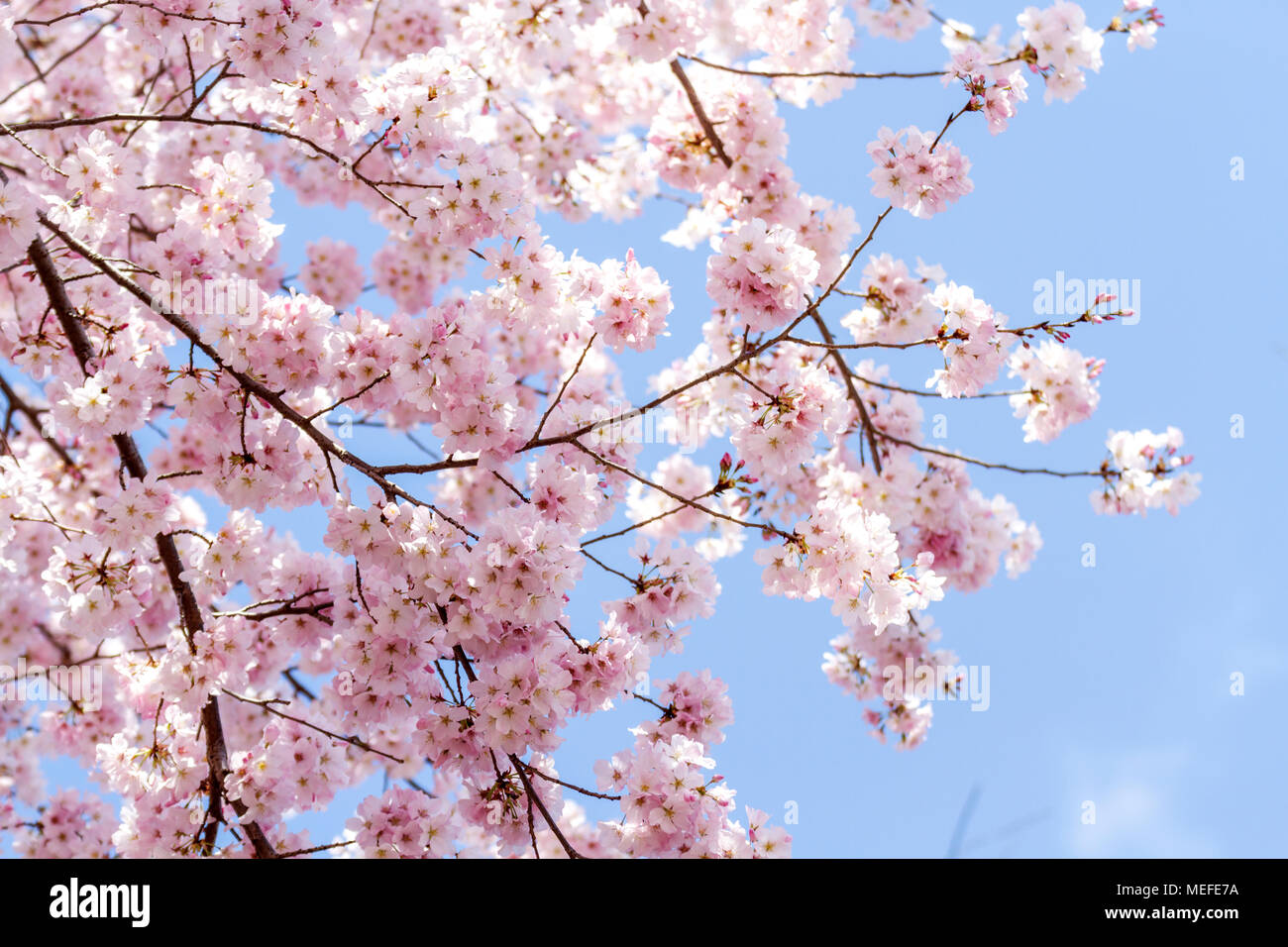 Kirschblüten im Peak Bloom an der National Mall und Gezeiten in Washington, DC, Frühjahr 2018. Stockfoto