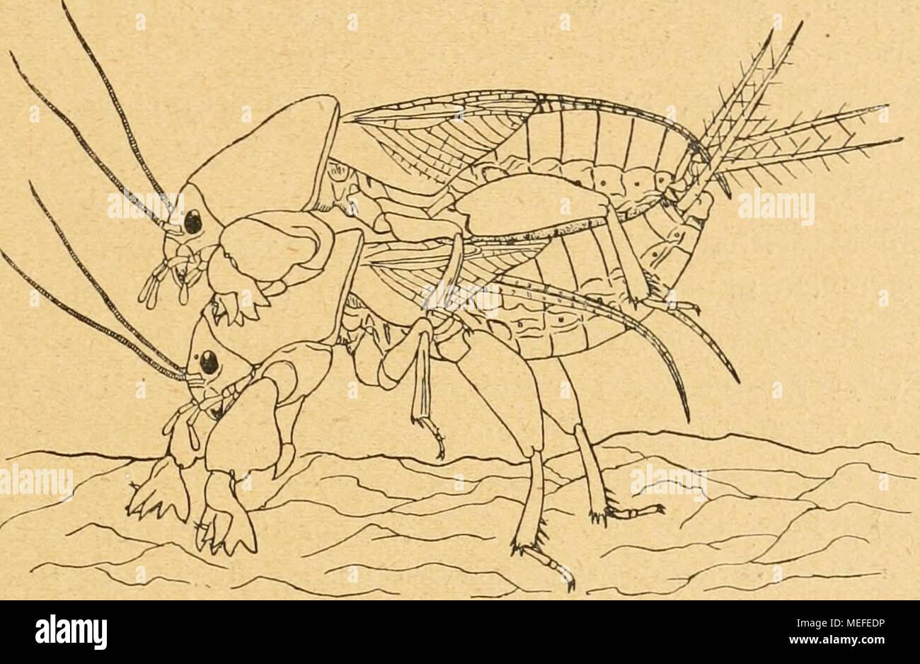 . Sterben forstinsekten Mitteleuropas. Ein Lehr- und Handbuch. Abb. 14. Sterben Maulwurfsgrillee (Gryllotalpa vulgaris) in Kopulastellung (/ boldyrev). Das2 sitzt auf dem Rücken des (^. Laufe von i - 2 Sekunden schon ein Sterben weibliche Genitalöffnung angeheftet wird. Zugleich, nicht ohne gewisse Anstrengung, löst sich das Männchen vom Weibchen los und läuft rasch Abb.; das letztere fällt kraftlos zu Boden und bleibt so eine Zeitlang unbeweglich Artikel. Nach der Begattung gräbt das Weibchen eine einer Humusreichen, der Sonne ausgesetzten Stelle schneckenförmig möglichst quer verlaufende Gänge in sterben T Stockfoto