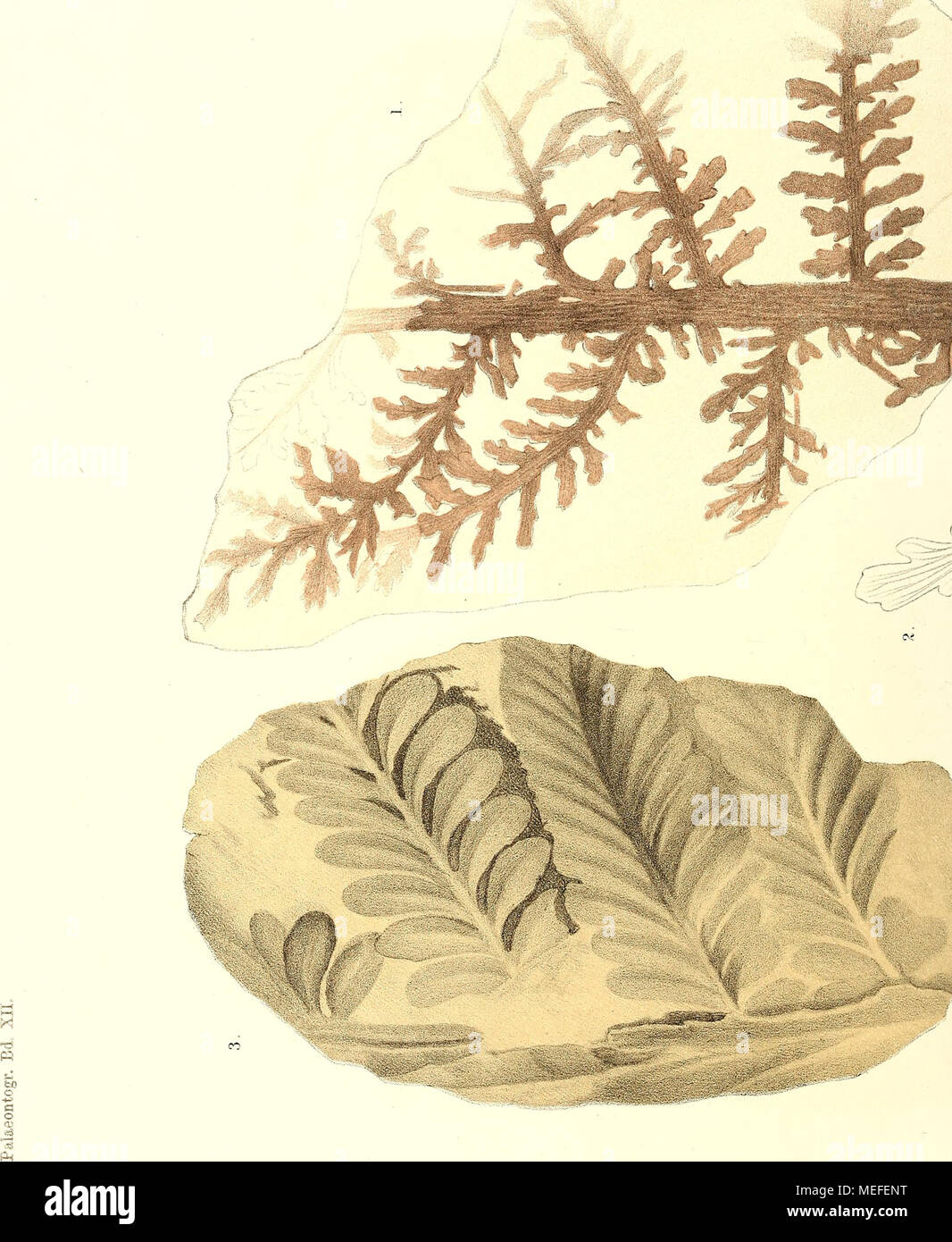 . Fossile Flora der Permischen Bildung sterben. Stockfoto