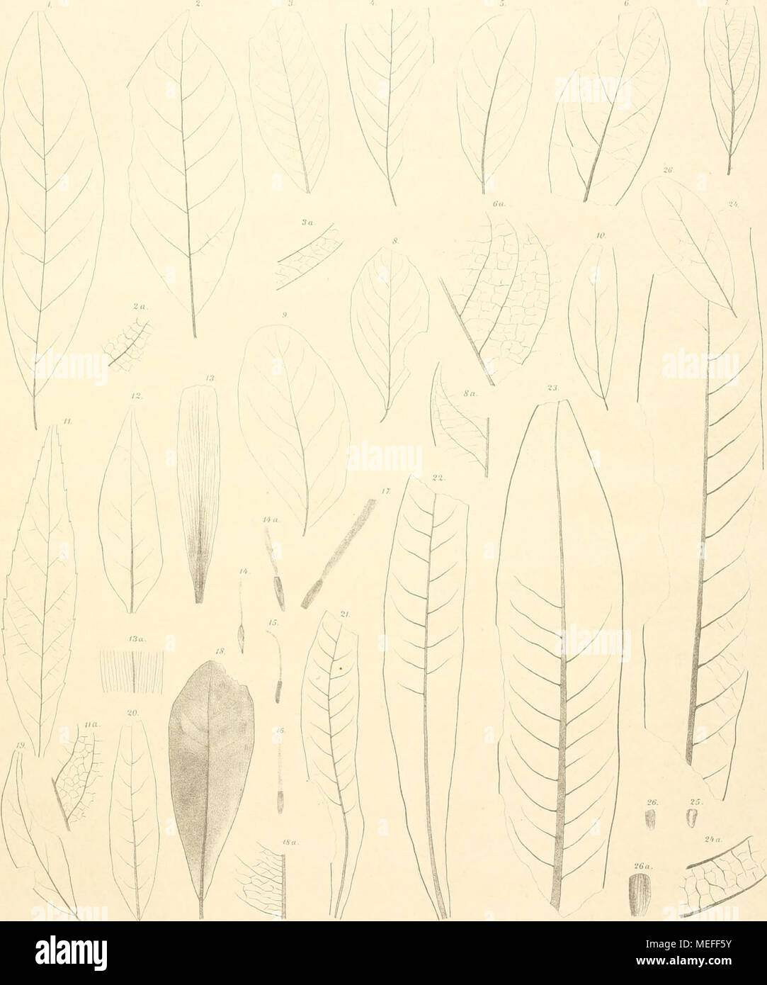 . Die fossile Flora von Leoben in der Steiermark. iiibi, litiiiH> '.'/,? Cmhonidiiim hiliiiinim.14 ('. imillinenr J.W C./Hiniloliiiiii. 6,7 ('. iviiflidcfolii/m. S.!) Limiarii prisai. io l. Ich (/iislmii aiiliiiiiiim. II Fimliiiis iiivrarcisior. tt F. pimificiiin. 13 F. mmwpkni. h l (> Fcliiloiiium mivspmiiiwi. IIF.Mvrsiitc süliciiia npfistcs. ist. III Olciipiwciiropdcd. W Jpocyiiopliyllniii siciiophylliiiii. 21 - Vl A. Ri" iisaii. 2.) Der Ilcliotivpik Rciisxil. 21 Syiiipl/Uvs (jm/II/in. Denkschriften d. k. Akad. d.W. inath. naliipw. flasse WFL. Bd. l. Abth. Stockfoto