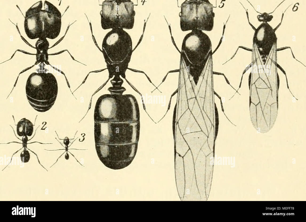 Wie Lange Dauert Es Bis Ameisen Von Backpulver Sterben Weibchen grosser als mannchen -Fotos und -Bildmaterial in hoher