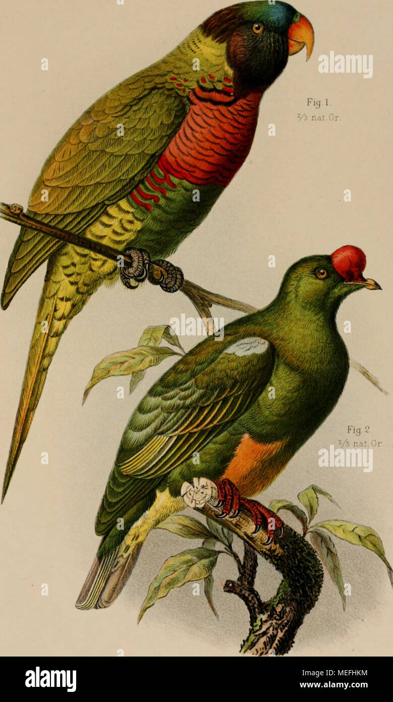 . Die Forschungsreise S. M. S.