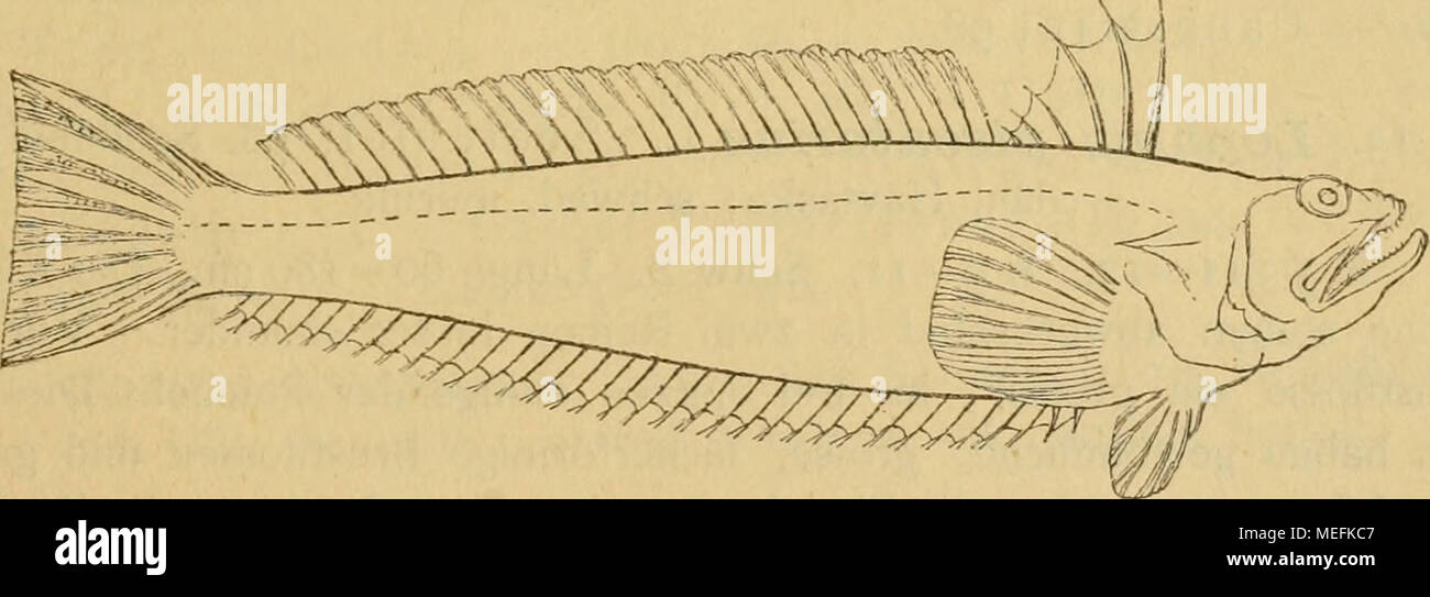 . Sterben Fische der Ostsee. I R 5 - 7. 2 R 34 - 38. 30 - 34. Länge 30 - 50 cm. 5 bis 6 Mal so lang als hoch. 2 kleine Stacheln über dem vorderen Augenhöhlen-Rand. Wangen beschuppt. Farben: Gesunder Rücken röthlich grau mit dunkleren Flecken. Seiten in silbergrauem Grunde schön abwechselnd blau und gelb gestreift und dunkler gefleckt. This lebhafte Färbung verschwindet nach dem Tode. Die erste Rückenflosse ganz oder Theilweise schwarz. Männchen mit einem schwärzlich violetten Fleck an der Basis der Brustflosse. Stockfoto