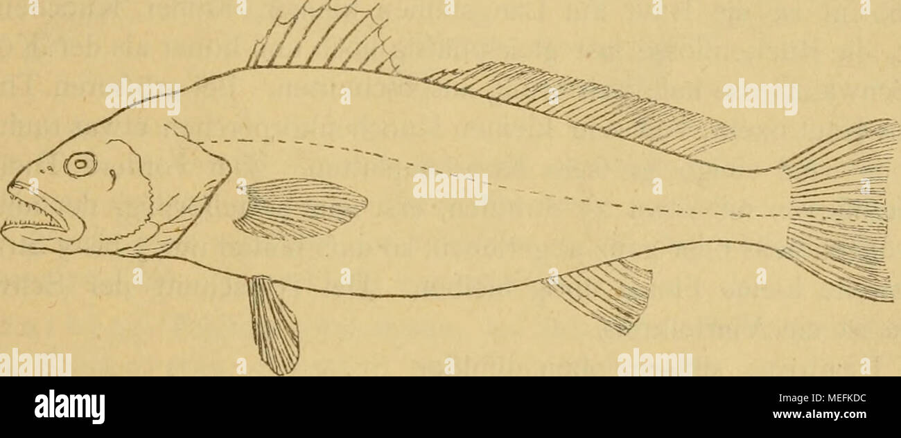 . Sterben Fische der Ostsee. I R 10 âII. 2 R i | 26 27. A2^7. Schp 50 â 55. LÃ¤nge Ich 2 m. Etwa 5 mal so lang als hoch. Hauptdeckel mit 2 Platten Stacheln, vordeckel nur in der Jugend gezÃ¤hnt. Schwanzflosse Schröder ¤ g abgestutzt. Farben: Silbergrau, mit dem RÃ¼cken brÃ¤unlich, am Bauche weifser. Der stachliche Theil der RÃ¼ckenflosse, Brust und Bauch - flossen Schöbel n Roth. Er kann Knurrlaute hervorbringen (/ DuFOSSE durch Zusam- menziehen der Zwischenrippenmuskeln, wodurch die-Luft in der Schwimm-Blase in Schwingungen versetzt wird). Sciaena Aquila ist ein sehr seltener Gast im westlichen Theile Stockfoto