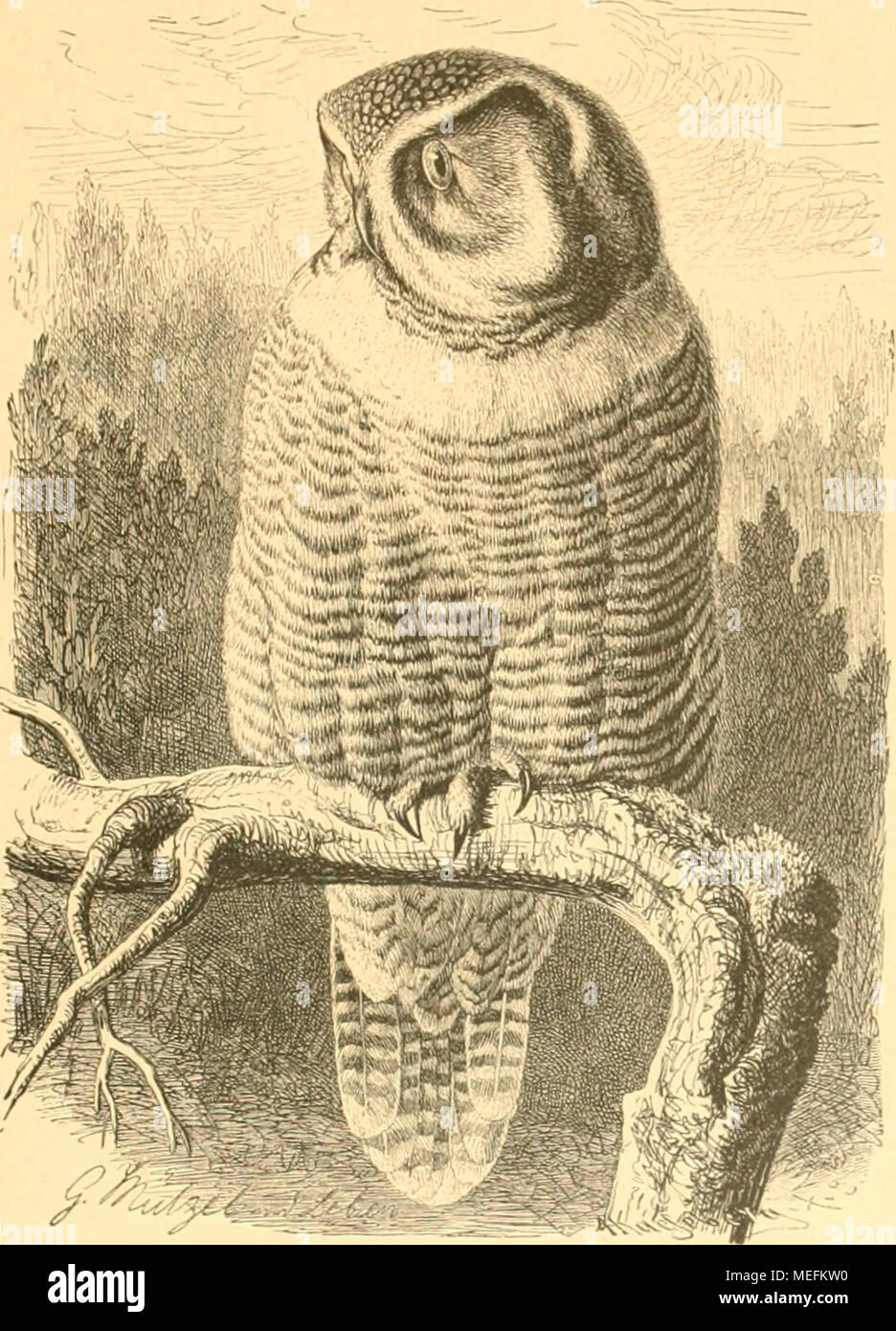 . Die Feinde der Jagd: eine naturwissenschaftliche Studie über sterben dem Wildstande wirklich und vermeintlich schadenbringenden Thiere. Sterben (Spevbereule Stvis. nisoria, Xauiiiauii). Oberrücken schnell verschwinden und auf den Schultern einen breiten, fast ganz weissen Längsstreif bilden. Oberkopf schwarz mit vielen kleinen Flecken, (iesicht weiss, hinter dem Ohr zieht sich ein halbmondförmiger schwarzer Streifen iieral). Scdiwingen braun mit weissen Flecken. Orig. Schwanz etwas heller mit weissem Endsaunie bräunlichgrau und schmalen Querbinden, sterben nach oben zu oft verli 'ischcn und ganz verschwin Stockfoto