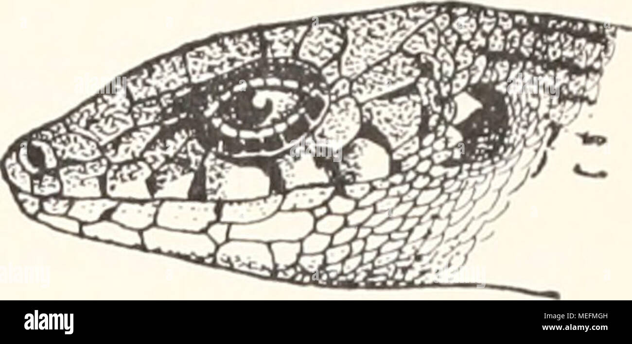 . Sterben Fauna Südwest - Australiens. Ergebnisse der Hamburger südwest-australischen Forschungsreise 1905. Reptilia (Geckonidae und tScincidae). 471 Bewertungen eine Größe abnehmend. Von den Infialal) Ialen (1 nnj) aares, 3 Paare) sterben Sindh Nummern-oper hinteren Paare durch größere Schiklchen median getrennt. Ihr Browser kann leider keine eingebetteten Frames anzeigen Färbung Hölle - rötliclil&gt; Raun, Kopfschihler mit dunklen Suturen (supralabialia) oder Flecken (Oberseite). Lidränder und Auricularschuppen weiß. Zwei dorsale schwarzbraune Längsbänder, um weniger als 2 Schuppen - breiten voneinander entfernt, etwas breiter als der Zwischenraum, in jedem eine Reihe von Ru Stockfoto