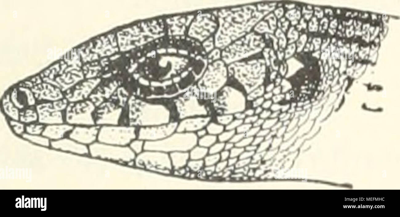 . Sterben Fauna Südwest-Australiens; Ergebnisse, hg. von W. Michaelsen und R. Hartmeyer. Reptilia (Geckonidae und Scincidae). 471 Bewertungen au Größe ahnehmenil. Von den lufralabialen (1 unpaares, 3 Paare) sterben Sindh Nummern-oper hinteren Paare durch größere Schildcheu median getrennt. Ihr Browser kann leider keine eingebetteten Frames anzeigen Färbung Hölle - rötlichbrauu, Kopfschilder mit dunklen Suturen (supralabialia) oder Flecken (Oberseite). Lidränder und Auricularschui) pen weiß. Zwei dorsale schwarzbraune Längsbänder, um weniger als 2 Schuppen - breiten voneinander entfernt, etwas breiter als der Zwischenraum, in jedem eine Reihe vou runden Tupfen von der G Stockfoto