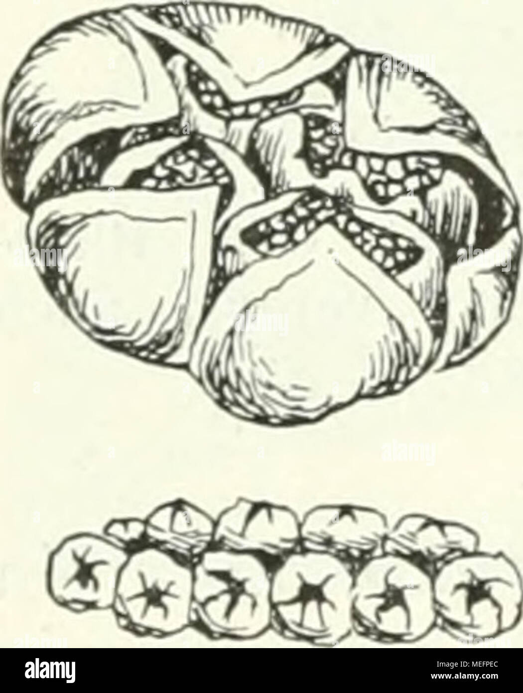 . Farnkräuter der Erde sterben: beschreibende Darstellung der Geschlechter und wichtigeren Arten der Farnpflanzen mit besonderer Berücksichtigung der Exotischen. 899. 0. sensibilis. Fruchtbare Fieder, Nat. Gr. Segment mit eingeschlossenen Sori, vergr., nach Hooker. 899, 0. sensibilis L. Halj. Im (häufig) stlichen Nord-Amerika von Kanada bis Florida, aber nicht auf der pacifischeu Seite, und wieder im öst - lichen China und Japan, auch Theorie bin Grm/'t^ von der grossen Uebereinstimmung der ostamerikanischen mit der ost-asiatischen Flora bestätigend. 64 Strutliiopteris Willd. Onoclea Sic. Huol: Stockfoto