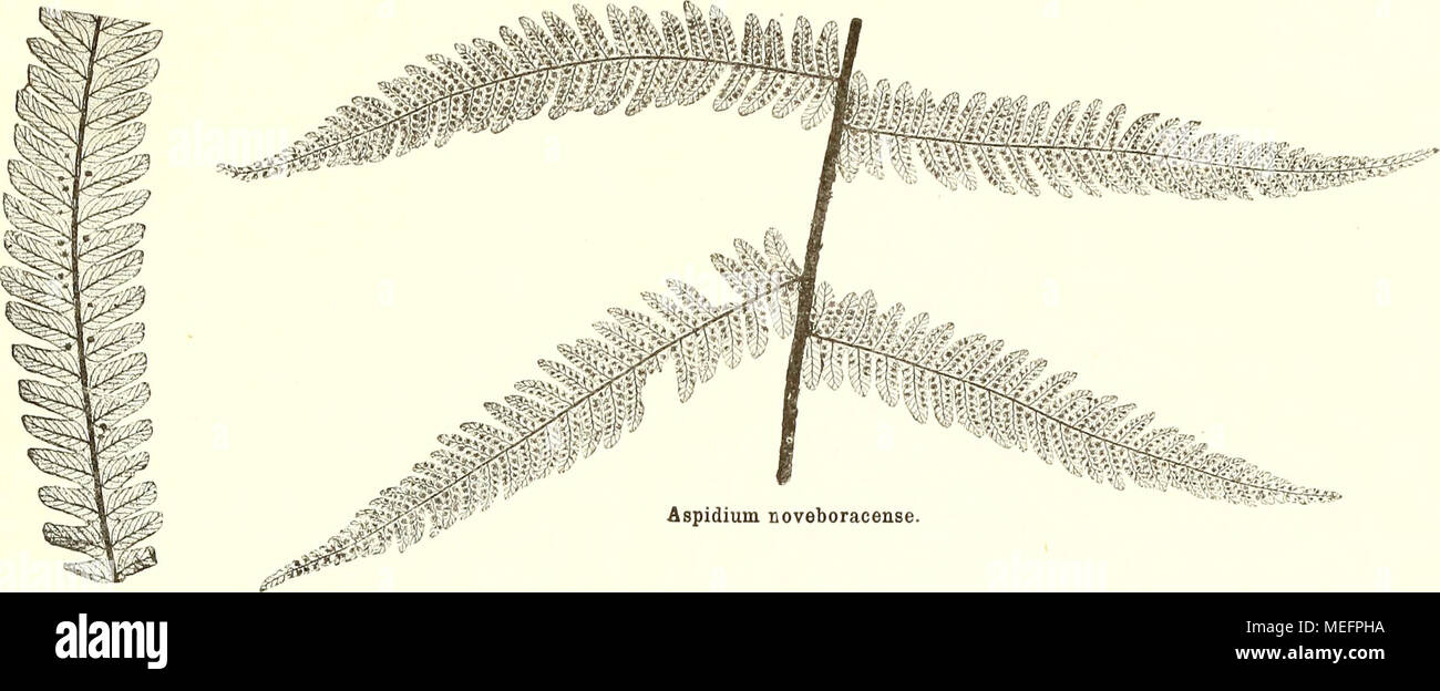 . Sterben der jetztwelt Farnkräuter, zur henkes lolland und Bestimmung, der in der Höhle Formationen der Erdrinde eingeschlossenen Überreste von vorweltlichen Arten of this Ordnung / Dm Flächen - skelet. ^-1"*'^'^'-Aspidium concinnum Mett. Taf. 110, Abb. 13; Taf. 117, Abb. 2, 8; Tai". 118, Abb. -. 4. Syn. Illil Piilypodiiiiii coiiciiimuii W'. - Phegopteris C. Gebühr. Kuba, Martinique, Mexiko, Chile. Rera Pecopteris nervo primär lo Hasi prominenterecto, simplice, excar Reute: nevris s (Ciuielariis angulis 60 - 75 "exeunfihus, simplicibus, arcuato - convergentibus: ncrrls ti rtlarü^i - sab angiOls ac Stockfoto