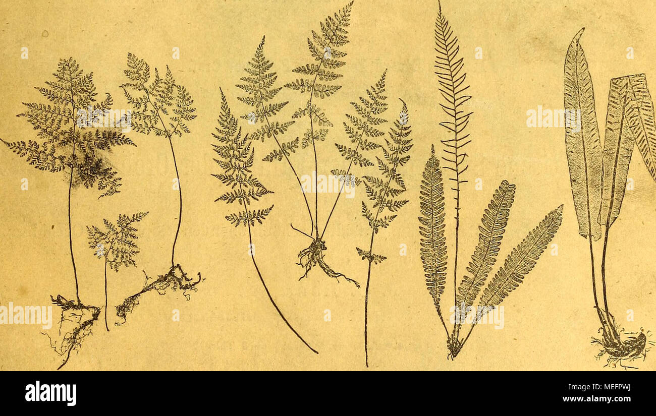 . Sterben der jetztwelt Farnkräuter, zur henkes lolland und Bestimmung, der in der Höhle Formationen der Erdrinde eingeschlossenen Überreste von vorweltlichen Arten of this Ordnung / Dm Flächen - skelet. Pliotographisch verkleinerte in den Text gedruckte Natiirselbstdrüeke. WIEN, 1865. VERLAG VON CARL GEROLD'S SOHN, BfCHHÄNDLER der kaiserlichen Akademie, Christian. Stockfoto