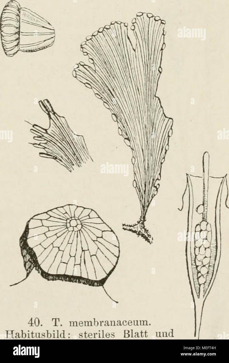 . Farnkräuter der Erde sterben: beschreibende Darstellung der Geschlechter und wichtigeren Arten der Farnpflanzen mit besonderer Berücksichtigung der Exotischen. 41. T. Goebelianum Giesenh. 40. T. membranaceum. Habitusbild: steriles Blatt und Fertiler Blatttheil, Uat. Gr. Schuppe, Sorus imd Sporangium, vergr.; beide letztern / Kunze. Noch kleiner als Motleyi. Blatt kreisrund, 2^2 - 3 mm im Einspritzdruck. Nerven beim sterilen Blatt fächerig Ohnemus Costa, beim fertilen eine wenig verästelte Costa. Abb. Scheinnervchen. Indusium einzeln, kaum ein-gesenkt, konisch, halb so grob als das Blatt, zw Stockfoto