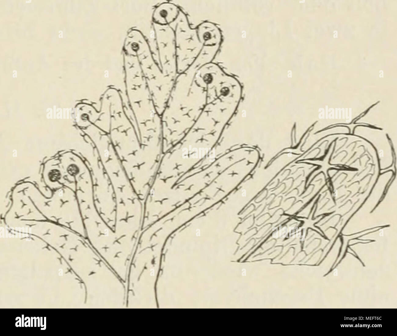 . Farnkräuter der Erde sterben: beschreibende Darstellung der Geschlechter und wichtigeren Arten der Farnpflanzen mit besonderer Berücksichtigung der Exotischen. 19. H. Ciliatum. Ende eines fertilen Fiederchens Haare, beides Vergr. und Stammzellen - Ost-Afrika Hab. Gemein im ganzen tropischen Amerika bis Chile; im Westen - und und den ostafrikanischen Inseln, im östlichen Himalaya. 20. H. hirsutum Sic. Rhizom fädlich, kriechend, Top verzweigt. Blattstiel ftidlich, 3 - 5 cm lang, reihenweise an den Rhizomen, Blatt länglich-oval, tant fiederspaltig, 6-8 cm lang, 2 cm breit, unten am breitesten, hängend; Se Stockfoto