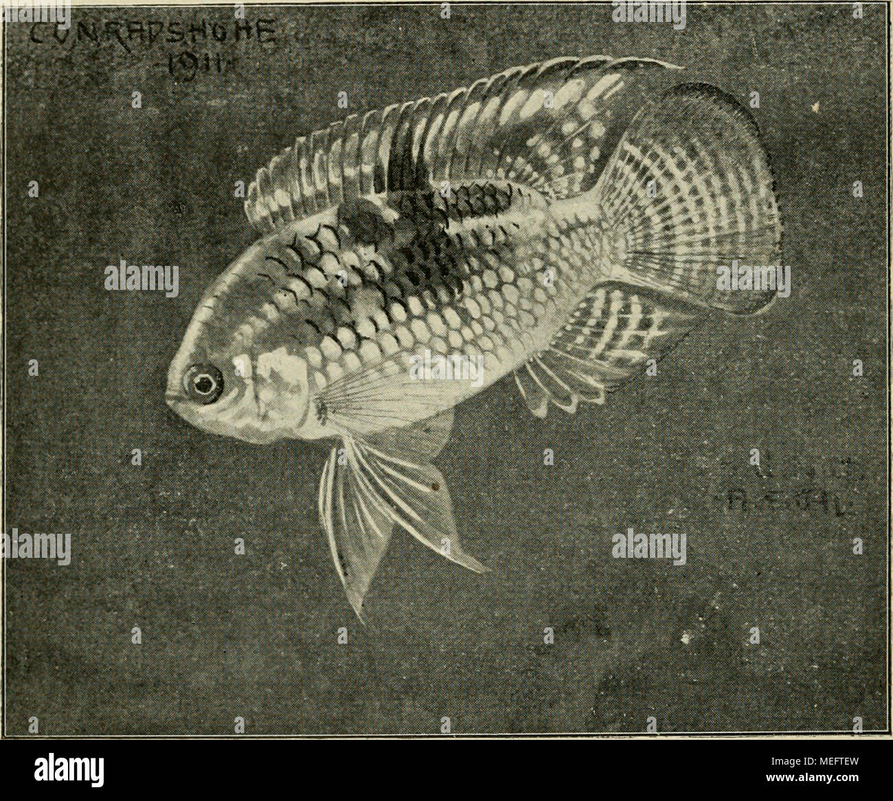 . Die exotischen Kiez?! in Wort und Bild. Acara thayeri Steind. Fische, er wühlt fast garnicht und läßt den Pflanzenwuchs ungestört. Er gewöhnlich mit 5/6 Temperatur von 22 "C zufrieden ist, ovp er zum Laichen 25" C und mehr. Does Not vergreift er sich ein Eiern und den Jungen. Mehrere Brüten verzehrt er, ehe er eine Auf-zieht. Jungen zeigen schon als kleine Tiere das Herr-liche Farbenkleid der Alten. Stockfoto