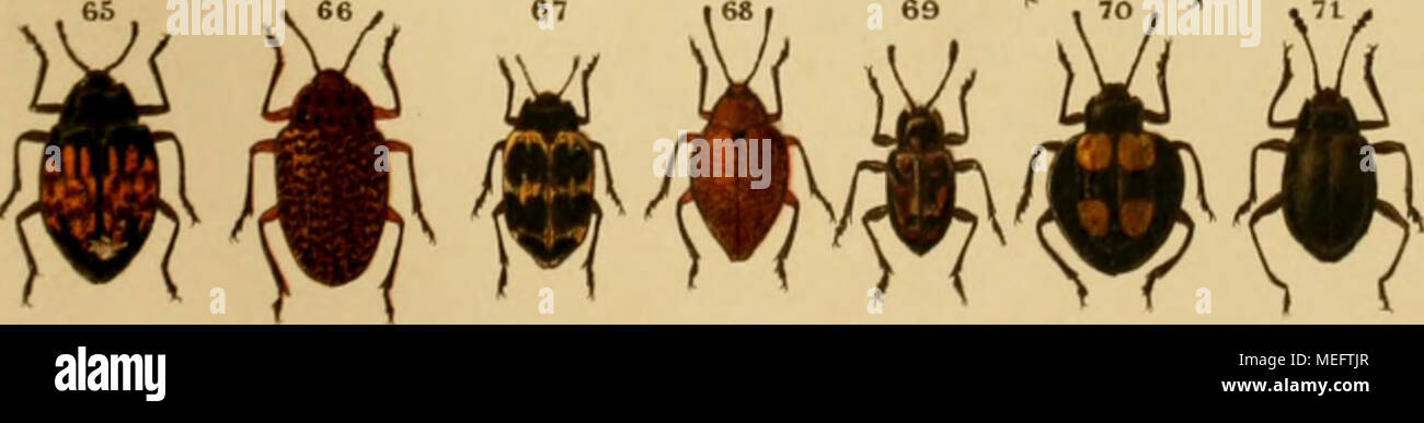 . Exotischen KÃ¤fer in Wort und Bild. Ã#t#1. Batryonopa sanguinea. 2. Alurnus hnsbergi. 3. A. Marginatus. 4. A. Nigripes. 5. Arescus camelopardalis. 6. Cephalodonta maculata. 7. Calopepla leayana. 8. 10 Prioptera pustulata. 9. Calyptocephala nigricornis. 10. Mesomphalia scxlunulata. 11. Desmonota vanolosa. 12. Tauroma bicornis. 13. Camstra rubiginosa. 14. DoHchotoma variegata. 15. Caraspidea parellina 16. Dolich. Aenea. 17. Mesomphalia glhhosa. 18. M. conspersa. 19. M. tomentosa. 20. M. Aenea. 21. M.10 - Guttata. 22. M. foveolata. 23. M. Discoides. 24. M. Inaequalis. 25. M. lineatocoltis. 26. Stockfoto