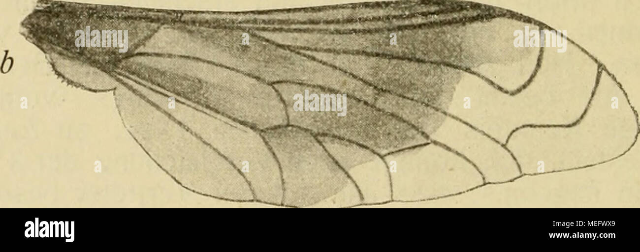 . Ergebnisse meiner dipterologischen Früjahrsreise nach Algier und Tunis sterben. Legnotus trichorhocus Lw. (^, b: Flügel, c: Fühler, j'/o: l-Sterben von Bischof zu Legnotus gestellte Kunst striatus hat ja annähernd einen mit Legnotus Lw. Gleich gebildeten wenn auch etwas anders gefärbten Elijgel, ist aber bei ihrer grossen Körper-Kahlheit und Buntheit so abweichend, dass es mir unmöglich erscheint, sie bei der Loew's Qtn Gattung zu belassen; auch ist der Karakter des Hinterleibs - Zeichnung ein Geschichte: anstatt der einfachen Hinterrands - binden sieht man hier grössere 27.09.05 Seitenrandsflecken und au Stockfoto